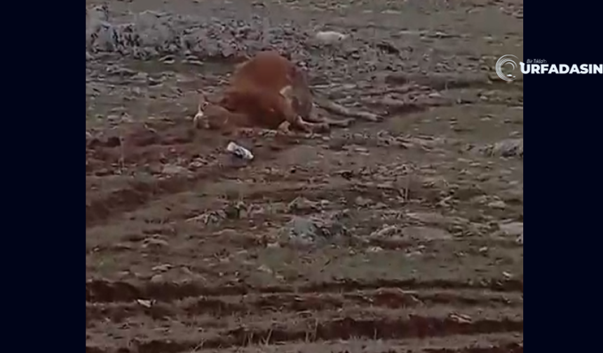 Şanlıurfa Halfeti'de Elektrik Kaçağı Nedeniyle 2 İnek Telef Oldu