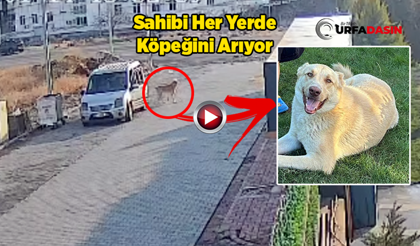 Şanlıurfa'da Köpek Hırsızlığı Saniye Saniye Kameraya Yansıdı