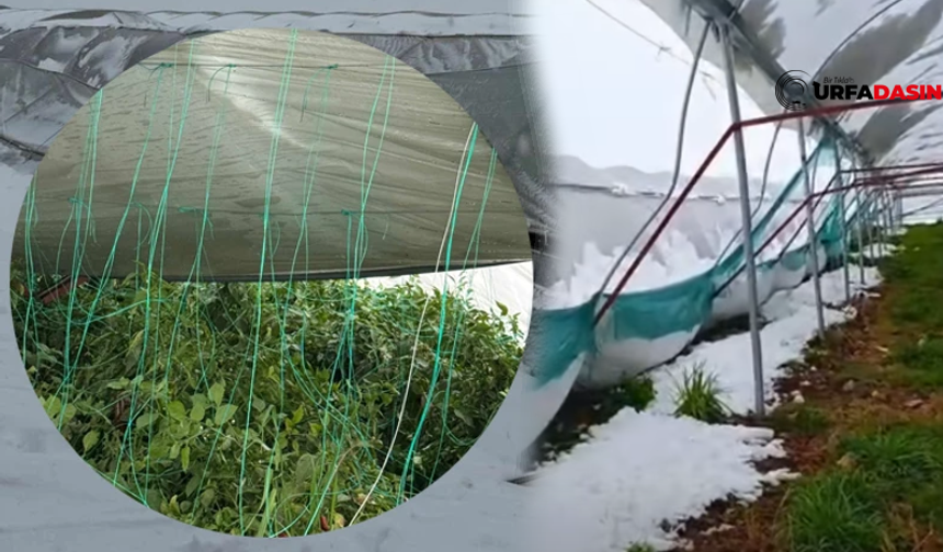 Şanlıurfa'da Kar Yağışı Seraları Vurdu !