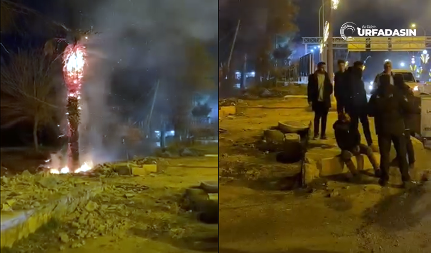 Şanlıurfa'da Madde Bağımlısı Genç, Ağaçları Ateşe Verdi