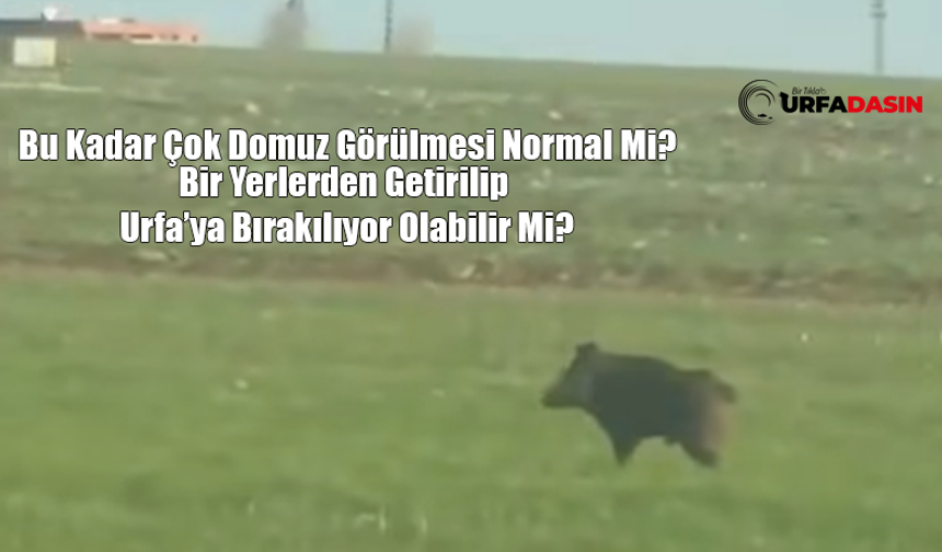 Şanlıurfa Kırsalında Domuz Görülme Sıklığı Arttı!