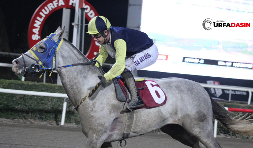 Atlar, Viranşehir Kaymakamlığı Kupası İçin İlk Kez Koştu