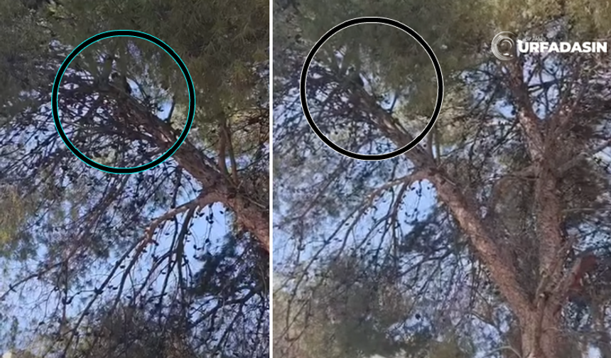 Şanlıurfa Birecik’te İtfaiye İle DEDAŞ Ekiplerinden Kedi Kurtarma Operasyonu