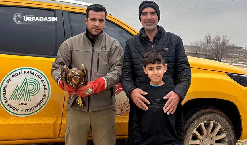 Şanlıurfa'da Yaralı Halde Bulunan Kızıl Şahin, Tedaviye Alındı