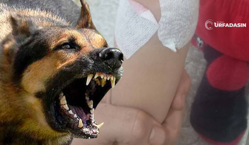 Şanlıurfa'da Sokak Köpeklerinin Saldırısına Uğrayan Çocuk Yaralandı