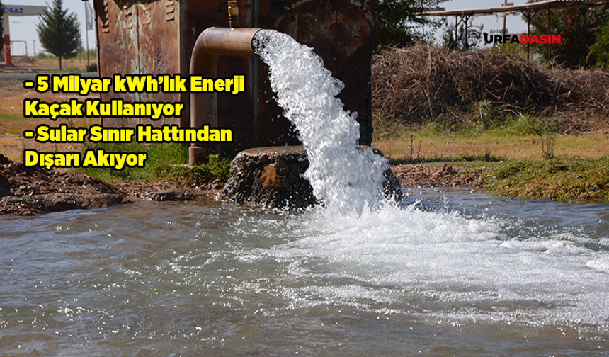 Şanlıurfa'da Kaçak Ekilen Mısır, Kaçak Elektrikle Sulanıyor