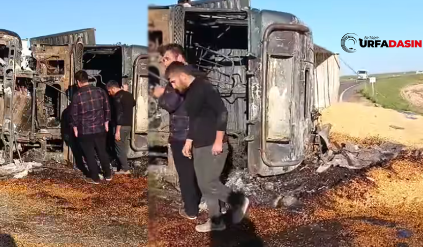 Şanlıurfa Ceylanpınar'da Devrilen Mısır Yüklü Tır Yandı