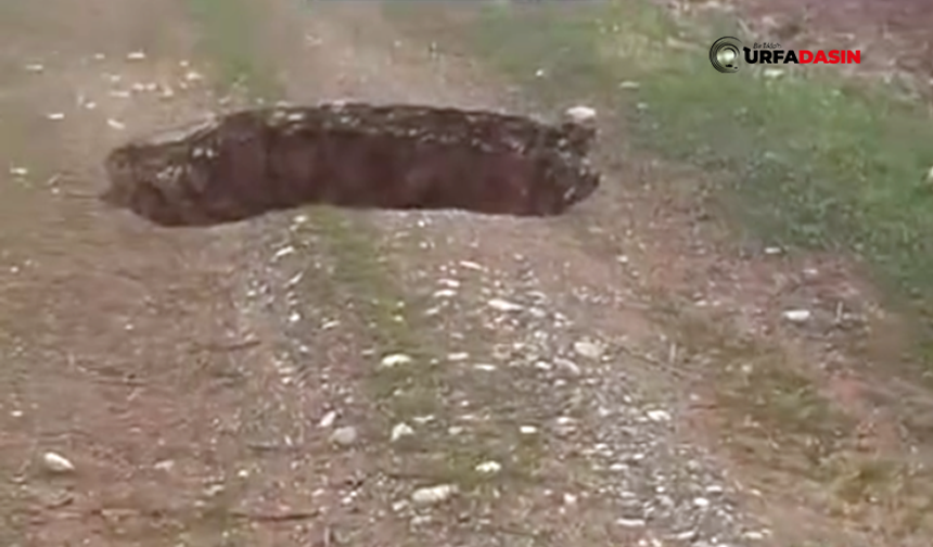 Şanlıurfa Hilvan'da Oluşan Obruk Korkuya Neden Oldu