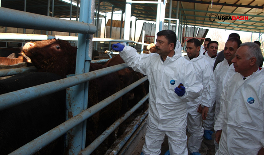 Şanlıurfa'da Şap Hastalığına Karşı Aşılama Çalışmaları Devam Ediyor