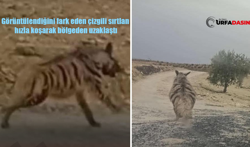 Şanlıurfa Birecik’te Çizgili Sırtlan Kırsal Yerleşim Alanına İndi
