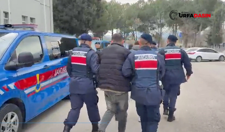 Şanlıurfa'da Suç Örgütü Operasyonu: Çok Sayıda Zanlı Tutuklandı