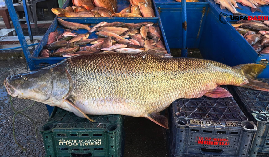 Şanlıurfa Atatürk Barajı Gölünde 71 Kilo Dev Turna Balığı Yakalandı