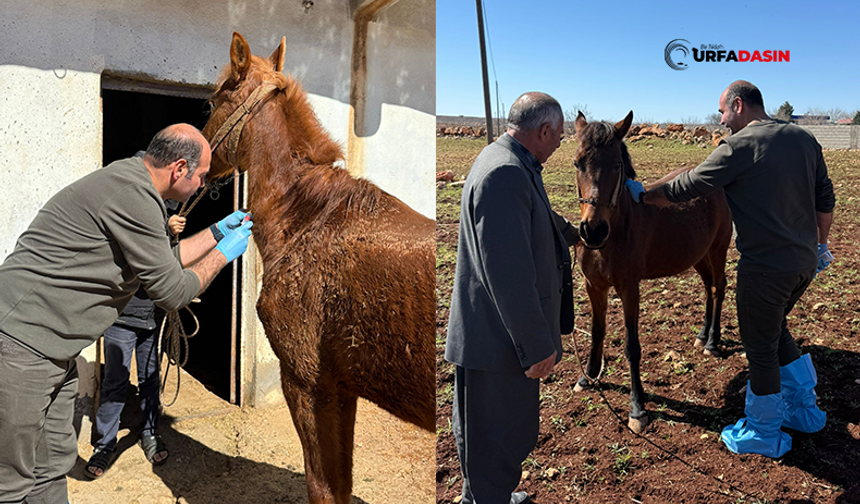 Şanlıurfa'da Afrika At Vebası Alarmı: Ekipler Harekete Geçti
