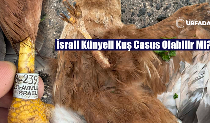 Şanlıurfa'da, İsrail Tel Aviv Künyeli Şahin Ölü Bulundu