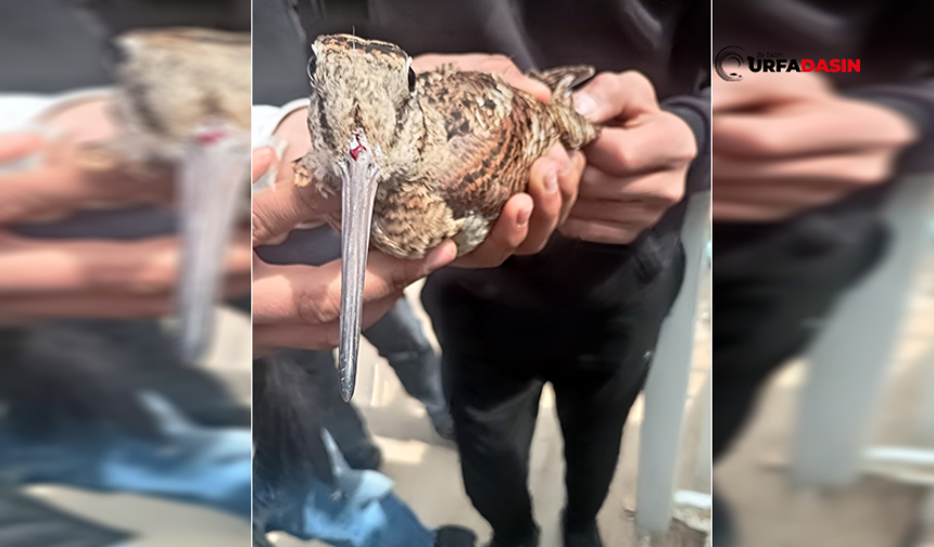 Yaralı Çulluk Kuşu Suruç’ta Öğrenciler Tarafından Bulundu