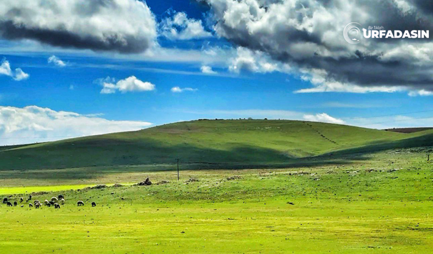 Burası California Sonoma Değil, Şanlıurfa