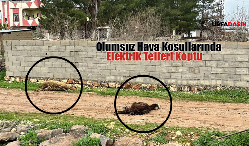 Şanlıurfa Ceylanpınar'da Yüksek Gerilim Faciası!