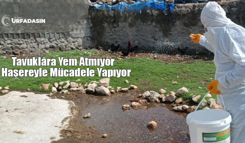 Şanlıurfa Bozova'da Haşereyle Mücadele Başlatıldı