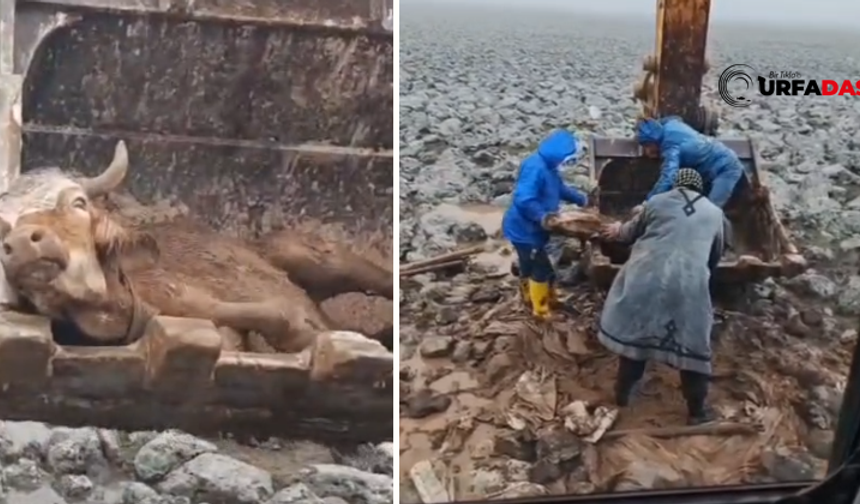 Viranşehir’de Çamura Saplanan İnek Böyle Kurtarıldı