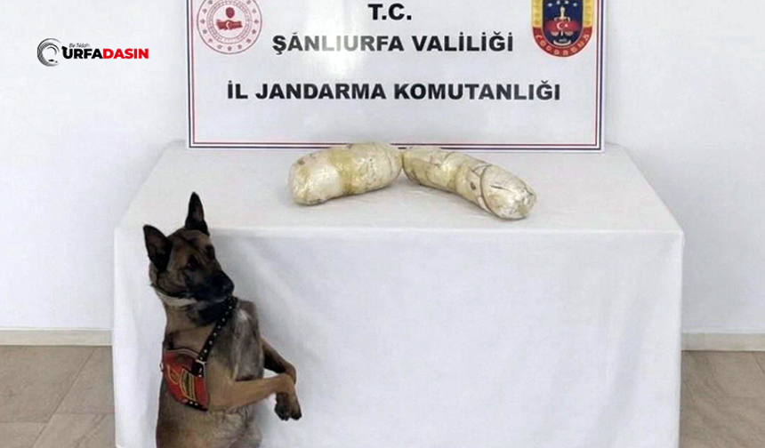 Şanlıurfa'nın İlçesinde Ele Geçirildi: Gözaltılar Var