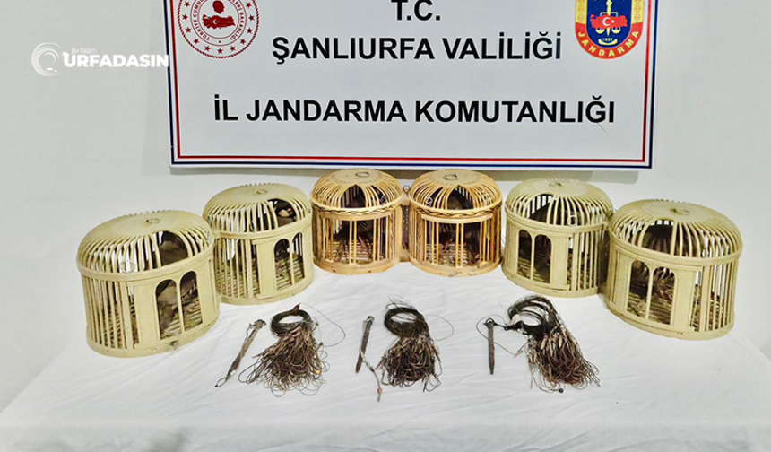 Şanlıurfa'da Kaçak Avcılar Kekliklerle Yakalandı: 3 Kişiye Ceza Uygulandı