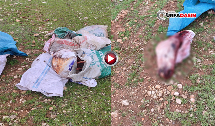 Şanlıurfa'da Skandal Görüntü: Kesilmiş At Parçaları Bulundu