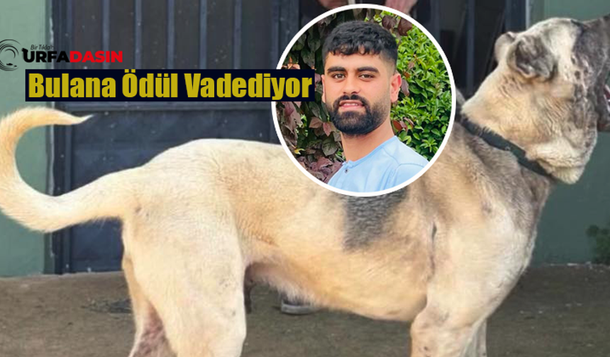 Şanlıurfalı Ali Aydın Kaybolan 'Can Dostu' Köpeğini Arıyor