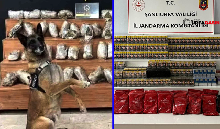 Şanlıurfa'da Narkotik ve Kaçak Tütün Operasyonu