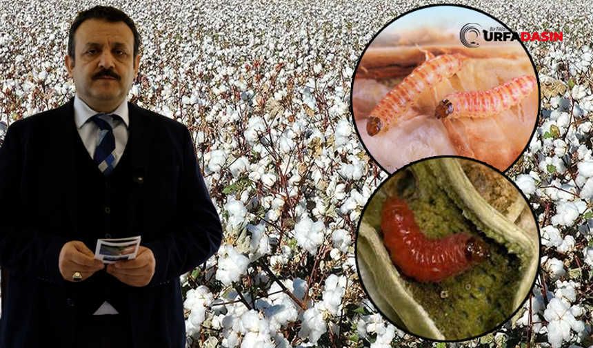 Şanlıurfa’da Pamuk Yetiştiricilerine Pembekurt Zararlısı Uyarısı