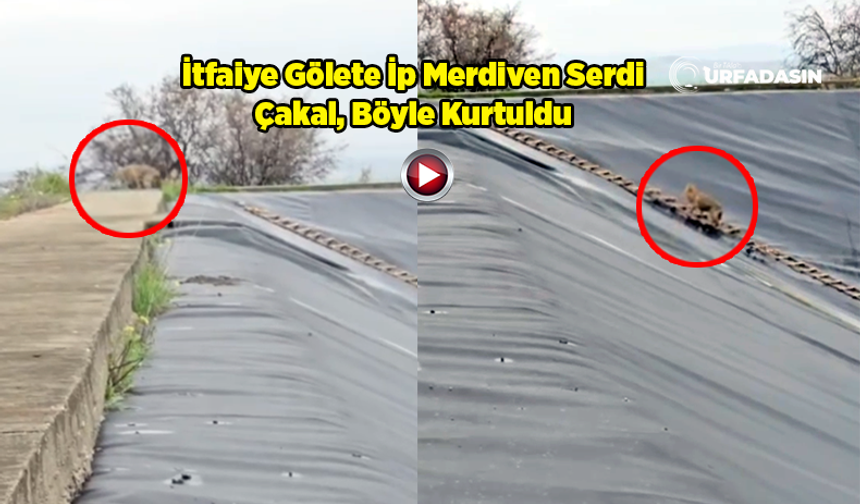 Şanlıurfa'da Yapay Gölete Düşen Çakal, Kurtarıldı
