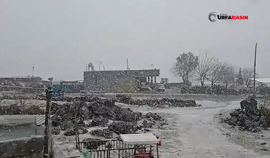 Şanlıurfa'nın İlçesi Güne Lapa Lapa Yağan Karla Uyandı