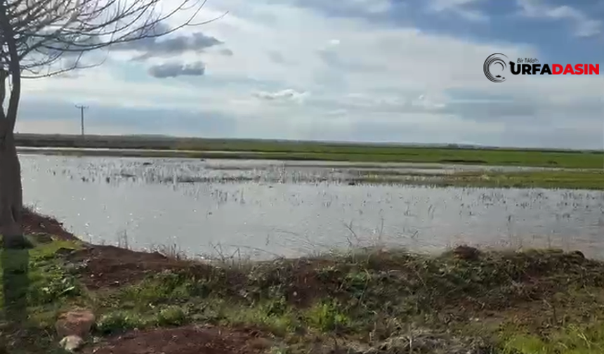 Suruç’ta Sağanak Yağışlarla Tarım Arazileri Sular Altında Kaldı