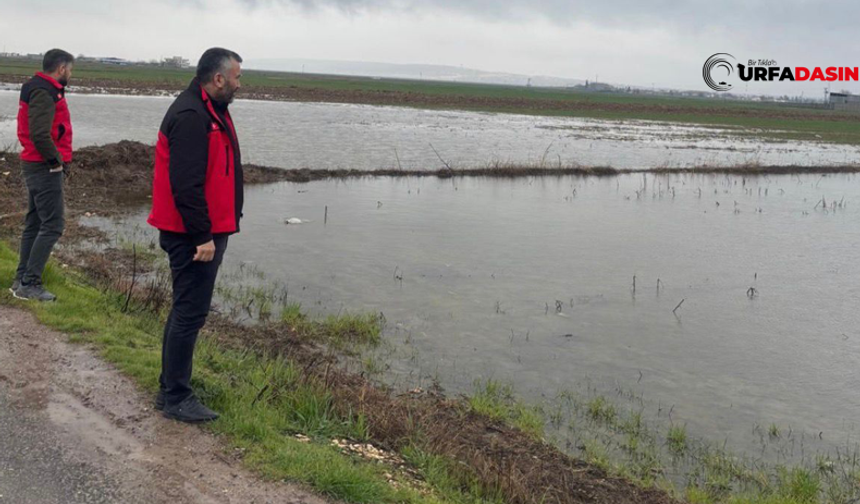 Şanlıurfa'da Sağanak Yağışlar Tarımsal Alanlarda Zarara Yol Açtı