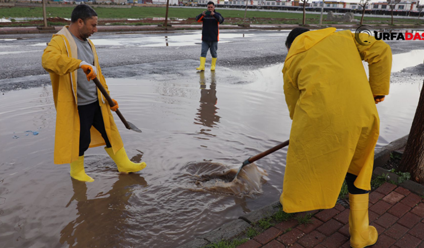 Şanlıurfa Viranşehir'de İşçilerin Yağmur Mesaisi