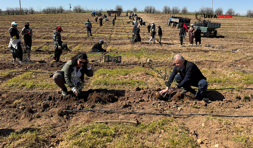 Şanlıurfa'da 125 Bin Zeytin Fidanı Toprakla Buluşuyor