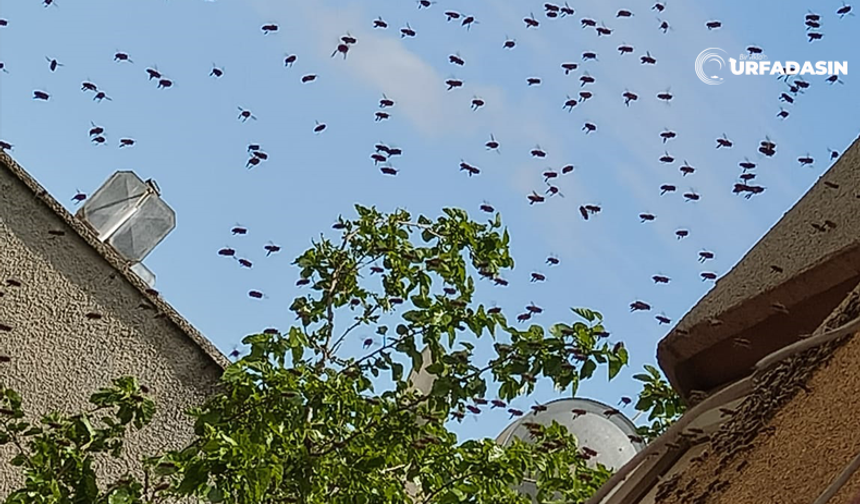 Şanlıurfa’da Binayı Bal Arıları Bastı Mesken Sakinleri Tedirginlik Yaşadı