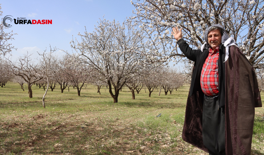 Şanlıurfa Badem Üretiminde Türkiye İkincisi