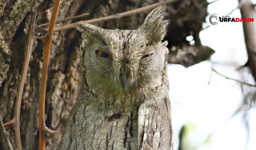 Beklenen Çizgili İshak Kuşu Birecik'e Döndü