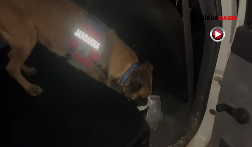 Şanlıurfa'da Zehir Sevkiyatını Hassas Burun Köpeği Önledi: 2 Gözaltı