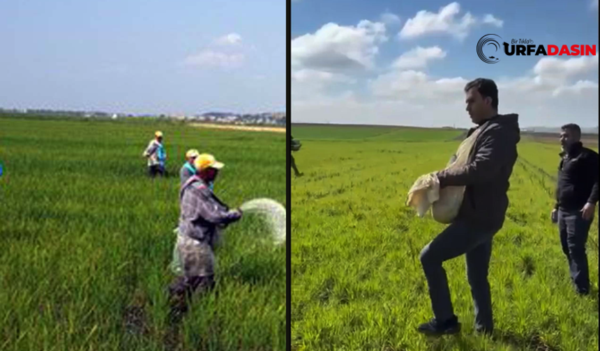 Şanlıurfa’da Aşırı Yağışlar Çiftçiyi Eski Yönteme Döndürdü