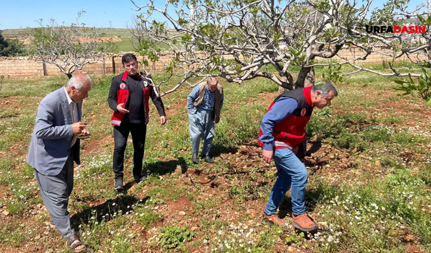 Şanlıurfa Bozova'da Fıstık Bahçelerini Dolu Vurdu