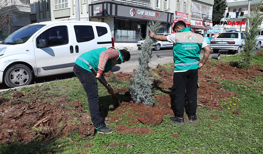 Haliliye’de Baharla Birlikte Parklarda Hummalı Çalışma Başlatıldı
