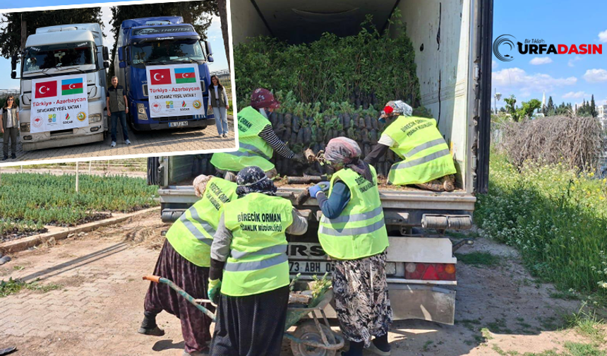 Şanlıurfa'dan Azerbaycan'a İki Tır Dolusu Fidan Gönderildi