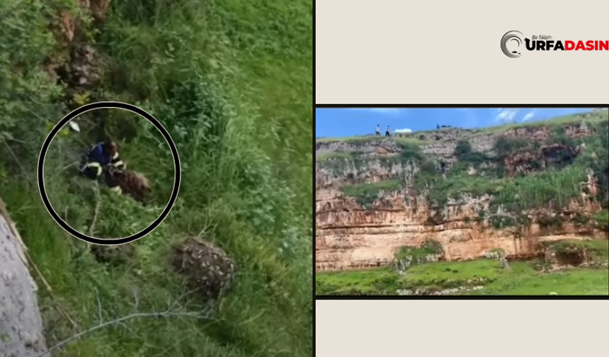 Şanlıurfa'da Yılanın Soktuğu Keçi Uçurumda Mahsur Kaldı, Nefes Kesen Operasyonla Kurtarıldı