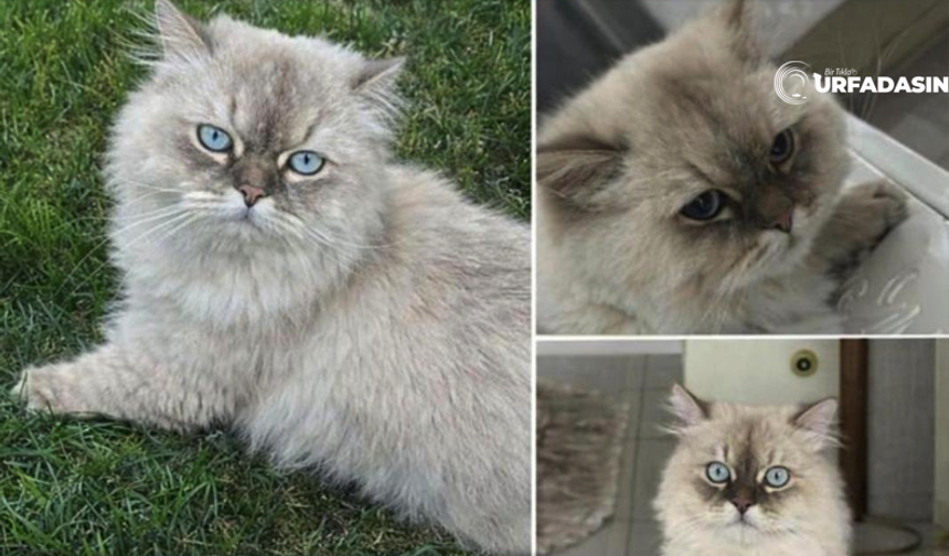 Şanlıurfa'da Kaybolan Bu Pissiği Bulana 5 Bin Lira Ödül Var