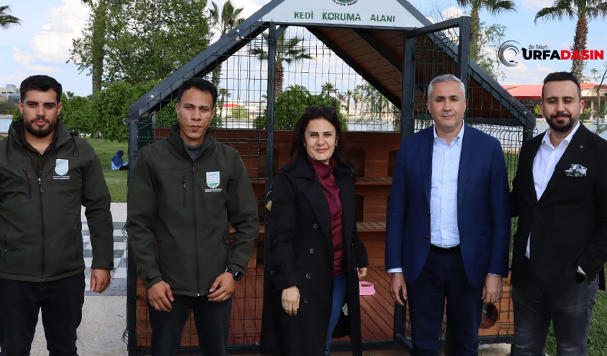 Şanlıurfa’da Sokak Kedileri İçin Önemli Bir Projeyi Hayata Geçirdi