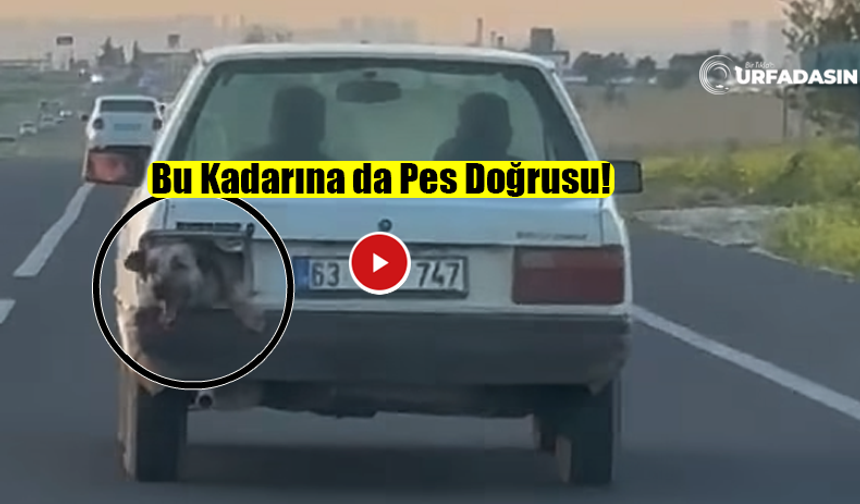 Şanlıurfa’da Otomobilin Bagajındaki Köpeğin Ölüm Kalım Yolculuğu