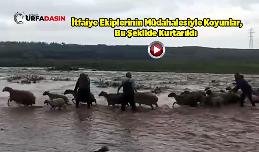 Şanlıurfa'da Derenin Yükselmesi Sonucu Mahsur Kalan Çoban ve Koyunlar Kurtarıldı