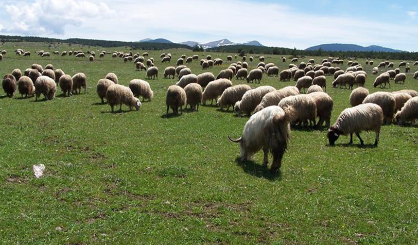 Şanlıurfa'da Hayvancılıkla Uğraşanlara Müjde: Küçükbaş Hayvan Desteği Projesi Başladı