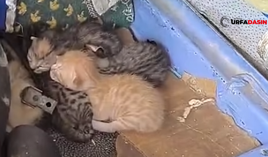 Şanlıurfa'da Anne Kedi Bakın Nerede Doğum Yaptı